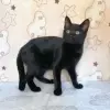 Котенок Чупик - активный позитивный малый