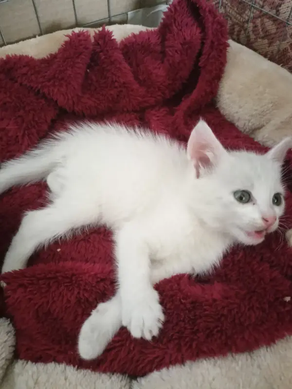 Котята