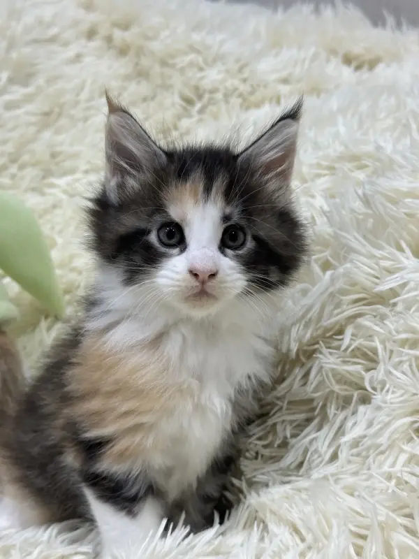 Мейн-Кун котята