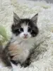 Мейн-Кун котята