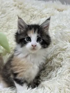 Мейн-Кун котята
