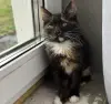 В дар нежная красивая котёнок-девочка