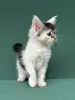 Мейн-Кун котята