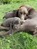 Щенки немецкого курцхаара