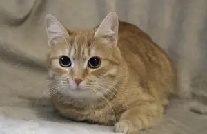 Кот Персей в добрые руки