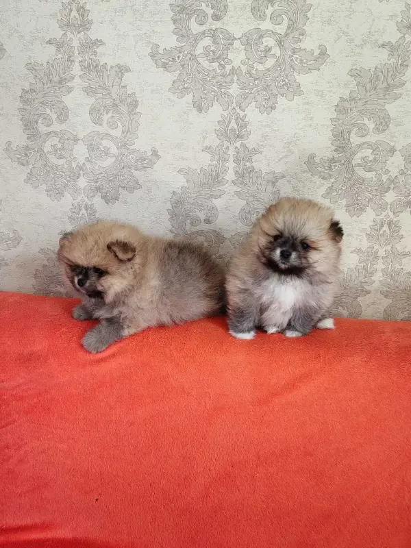 Щенки померанского шпица