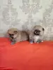 Щенки померанского шпица