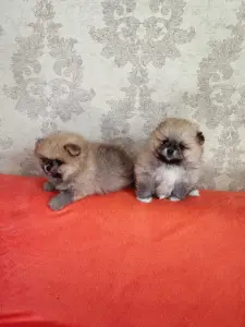Щенки померанского шпица