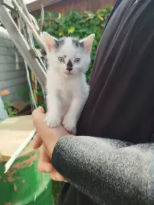 Котенок мальчик