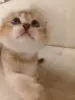 Котёнок золотая шиншилла.