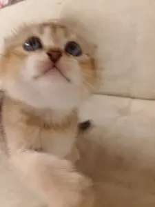 Котёнок золотая шиншилла.