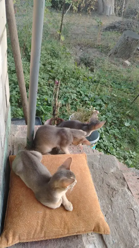 Абиссинские котята