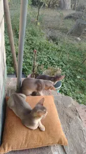 Абиссинские котята