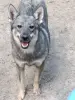 Собаки