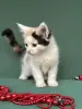 Мейн-Кун котята