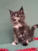 Мейн-Кун котята