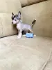 Щенки китайская хохлатая собака