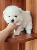 Белый мальчик померанского шпица