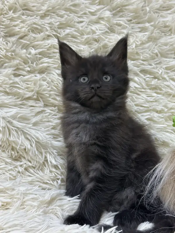 Мейн-Кун котята