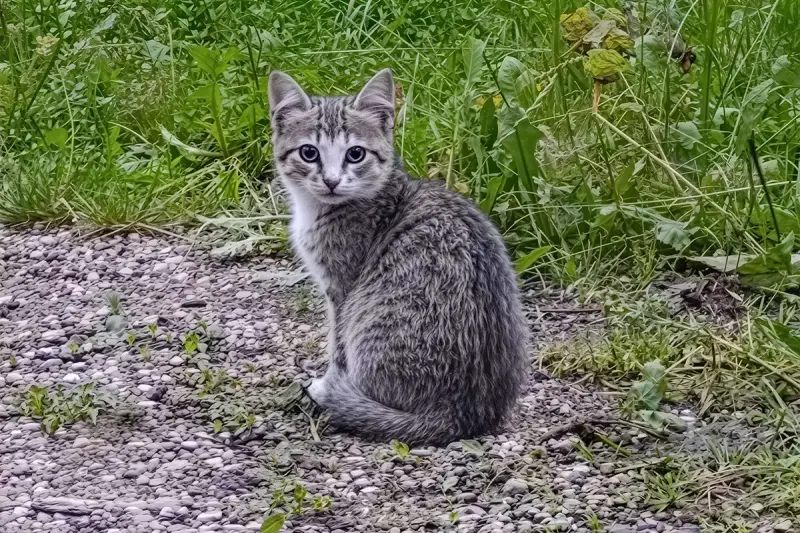 Котята с дач срочно ищут дом