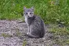 Котята с дач срочно ищут дом