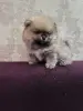 Щенки померанского шпица