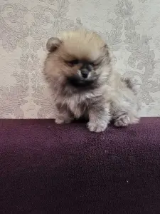 Щенки померанского шпица