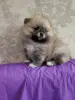 Девочка померанского шпица