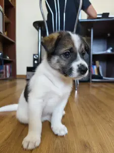 Щенки