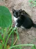 Кошечка 3 месяца