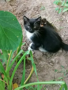 Кошечка 3 месяца