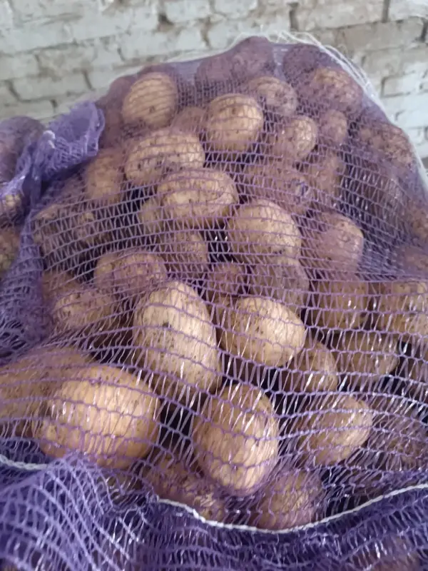 Картофель