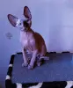 Котята канадской сфинкс