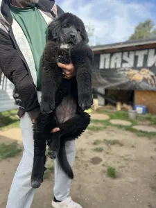 Продажа  тибетского мастифа
