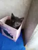 Бесплатно в добрые руки котенок
