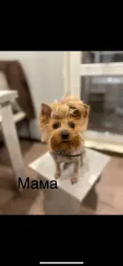 Щенок йоркширскоготерьер