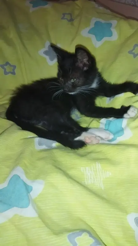 Котёнок