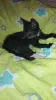 Котёнок