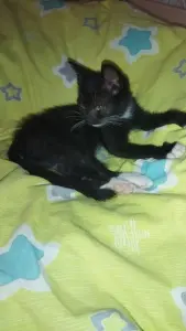 Котёнок