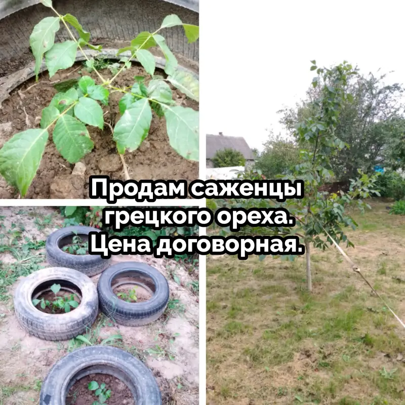 Саженцы грецкого ореха Солигорск