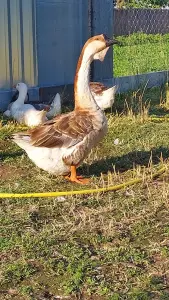 Гуси Кубанские
