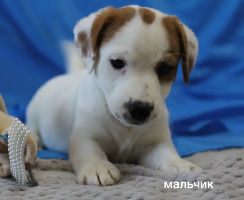 Щенки Джек Рассел терьера