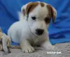 Щенки Джек Рассел терьера