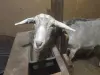 Коза, козочка
