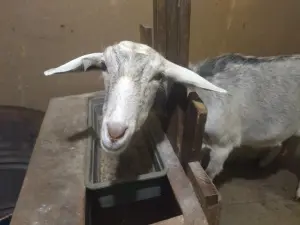 Коза, козочка