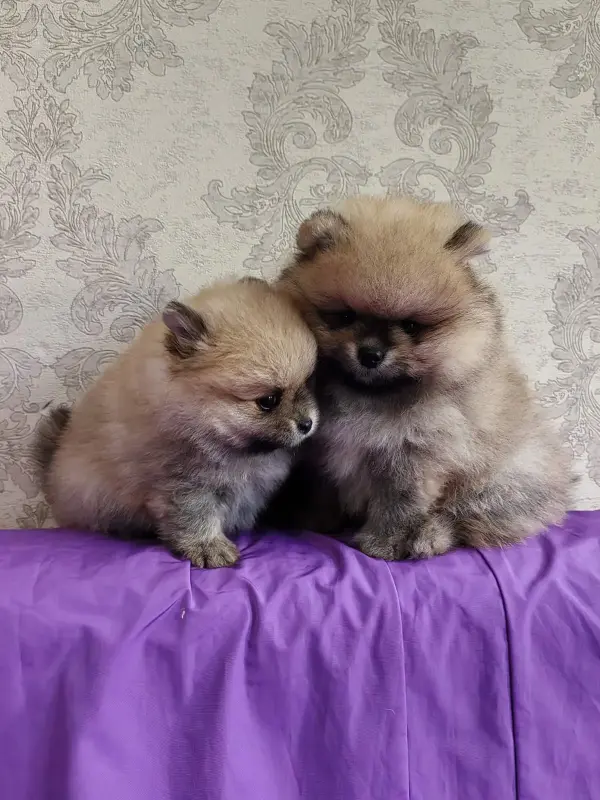 Щенки померанского шпица