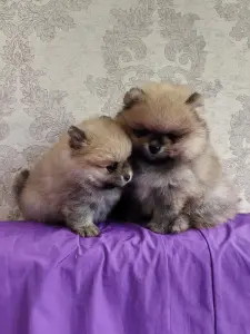 Щенки померанского шпица