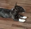 Миниатюрный бультерьер