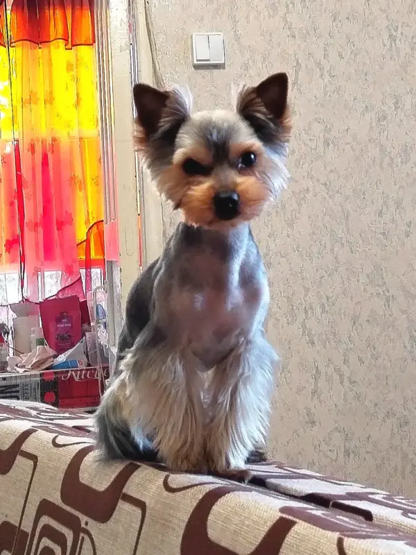 Йоркширский терьер ВЯЗКА