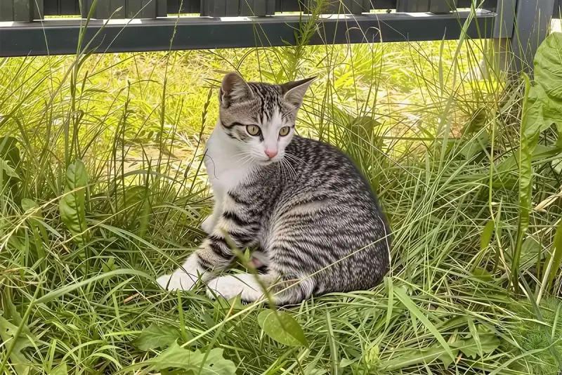 Котята с дач срочно ищут дом